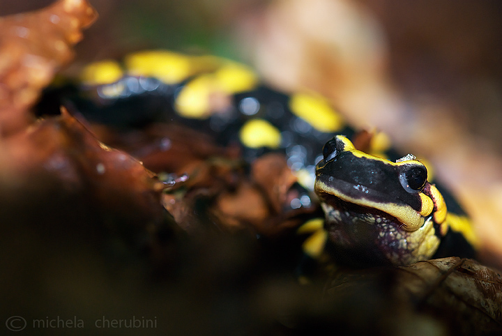 salamandra pezzata